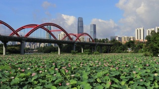 深圳洪湖公园荷花池景观KK100视频素材模板下载