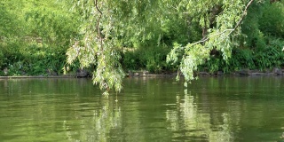 公园里的江水上，绿油油的柳枝随风摇曳。美丽的自然夏季景观。近距离观看绿色的树叶在枝条柳树悬挂在阳光充足的河水