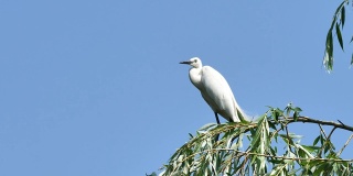 白鹭坐在柳树顶，以蓝天为背景，警惕地向四周张望。大白鹭落在树顶，蓝色背景，4k电影，慢镜头。
