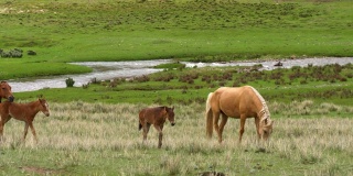 吉尔吉斯斯坦天山的野马