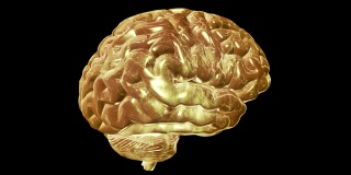 人脑循环旋转的计算机模型。带有alpha通道的动画