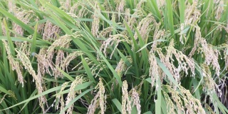 韩国庆州肥沃的稻田