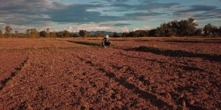 农妇用数字平板检查有机土壤农业稻田梯田麦田在夏季旱季，鸟瞰图