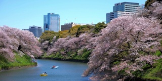 日本东京公园里的樱花，慢镜头