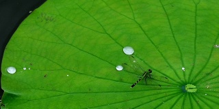 银色的水珠在漂浮的荷叶上翻滚着，落在蜻蜓身上