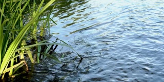 河岸上的水景。阳光明媚的日子里，蓝色的蜻蜓在河边摇曳的草地上飞来飞去。