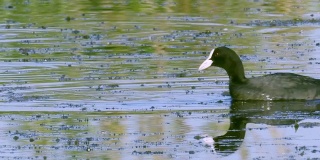 一只白骨顶鸟在湖里游泳，寻找可食用的藻类，吃藻类并喂养它的雏鸟。