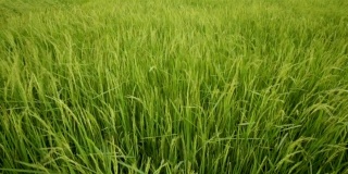 绿色的稻穗在风中摆动