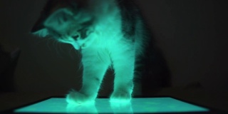 小猫在晚上玩平板电脑