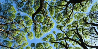 柳树树冠垂直旋转拍摄