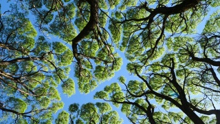柳树树冠垂直旋转拍摄视频素材模板下载