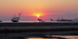 海鸥和小船在海上，日落海洋的景象