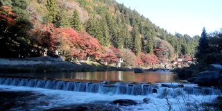 爱知市丰田枫树节。色彩缤纷的秋叶日本