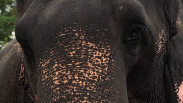近距离拍摄的悲伤的眼睛的成年大象，这从一边到另一边