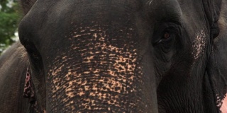 近距离拍摄的悲伤的眼睛的成年大象，这从一边到另一边
