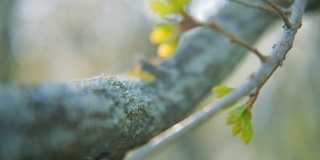 大自然生命周期春绿枝干