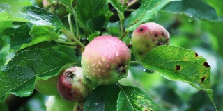 水滴在苹果树上的苹果上