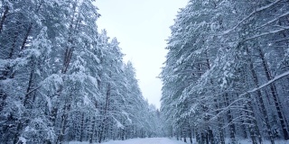 摄影机在美丽的白雪覆盖的森林道路上缓缓移动。冬天的圣诞节气氛