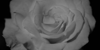 黑色和白色，粉红玫瑰在花园里的特写，单色或单色。