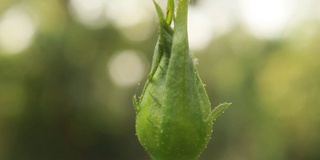 粉红色的玫瑰花蕾。美丽的玫瑰开花。