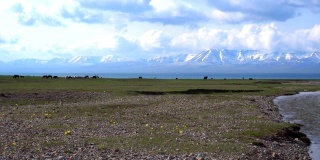 吉尔吉斯斯坦宋科尔湖的游牧帐篷，被称为蒙古包
