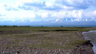 吉尔吉斯斯坦宋科尔湖的游牧帐篷，被称为蒙古包视频素材模板下载