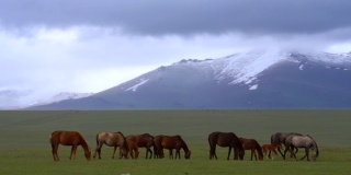 吉尔吉斯斯坦天山的野马
