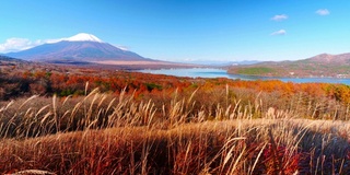 美丽的富士山与枫树在秋天的日本