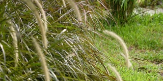 花白色和棕色的草或狼尾草在风雨中摇摆。