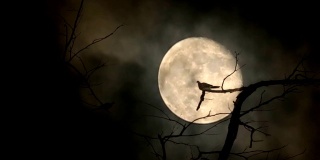 鸽子的剪影飞坐在树枝上，满月的夜晚，明亮和黑暗的云背景
