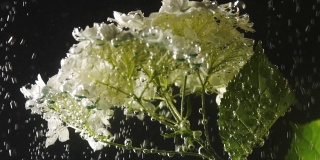 美丽的白色花与泡沫它在水下在黑色的背景。