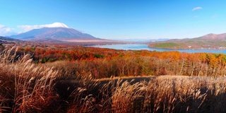 美丽的富士山与枫树在秋天的日本