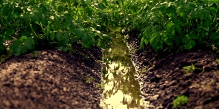 特写，绿色马铃薯灌丛后，由一个特殊的浇灌枢轴洒水系统。马铃薯树丛成行地种在农田里。行与行之间有大水池