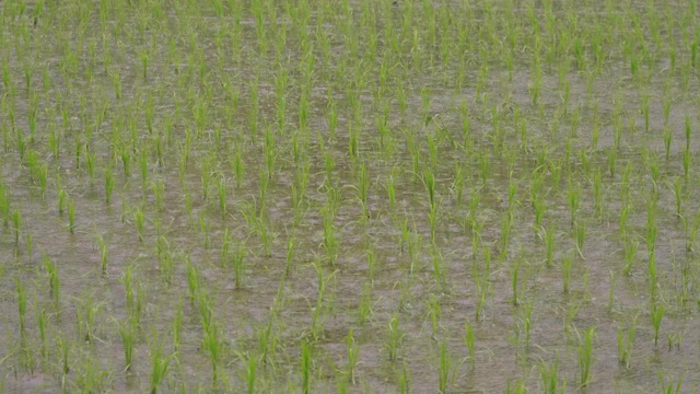 稻田鸟瞰图，你可以看到秧苗从水里冒出来。