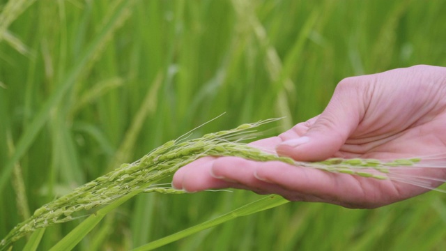 一只手的近距离接触在稻田中间的一个种植园里的水稻植物。
