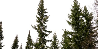 冷杉树梢在冬天阴云密布的天气里。