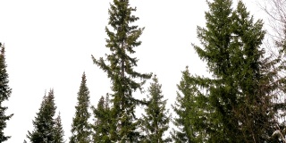 冷杉树梢在冬天阴云密布的天气里。