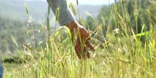 用手触摸麦田里的小麦