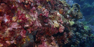 海底海参(Bohadschia graeffei)再生珊瑚礁