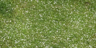 夏天下冰雹——大冰雹落在绿色的草地上