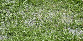 4K分辨率的视频-雨季的洪水-大水滴落在绿色的草地上，被淹没的地区