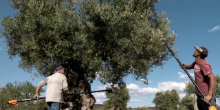收获橄榄。农民们在树上采摘橄榄