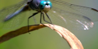 前视慢镜头微距蓝色蜻蜓飞离植物