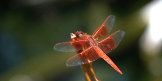 慢镜头宏金翅skimmer红蜻蜓对植物