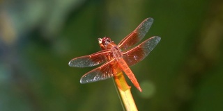 放大慢镜头微距金翅掠食者红蜻蜓在植物上