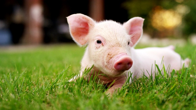一只小狗猪在一个农场的花园，一个农民带来了一个健康，有机，使它茁壮成长与正确和天然的食物。