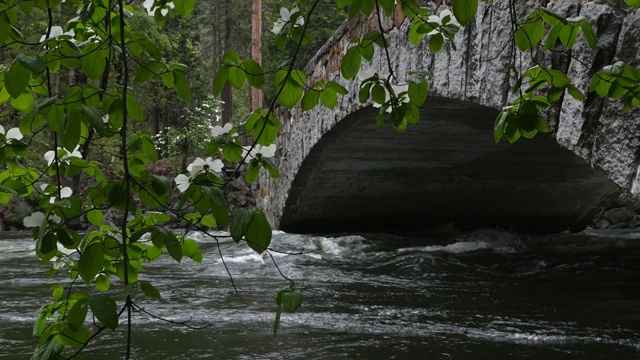 桥下流水和山茱萸的慢镜头
