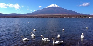 美丽的富士山与枫树在秋天的日本