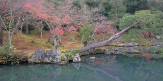 4k美丽的日本花园，有池塘和红叶