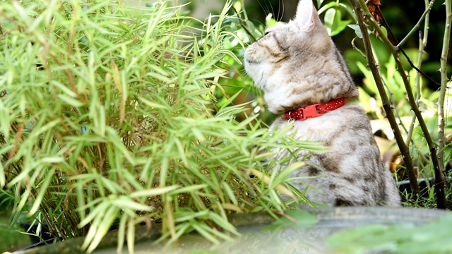 可爱的小猫，有着美丽的黄眼睛，在花园里的莲花陶土盆里喝水